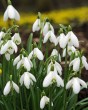 Galanthus elwesii.jpg